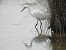 Koartzatxo txikia (Egretta garzetta) © Juana Oyanguren