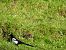 Eurasian Magpie (Pica pica) © Juana Oyanguren