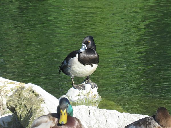 Murgilari lepokoduna  - Alfredo Herrero