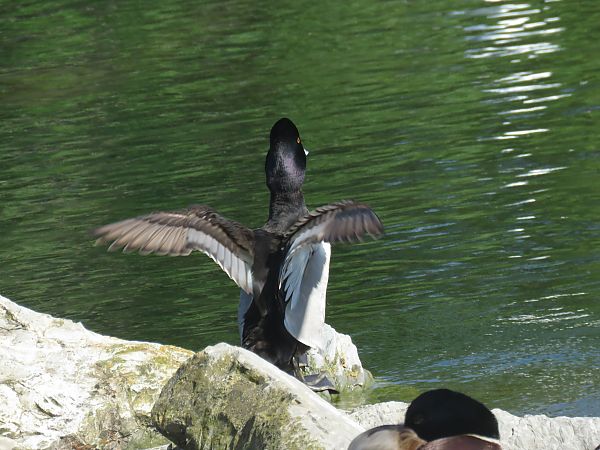Murgilari lepokoduna  - Alfredo Herrero
