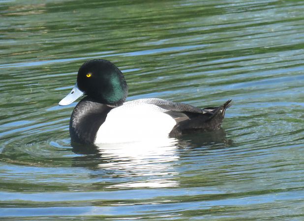 Murgilari handia  - Alfredo Herrero