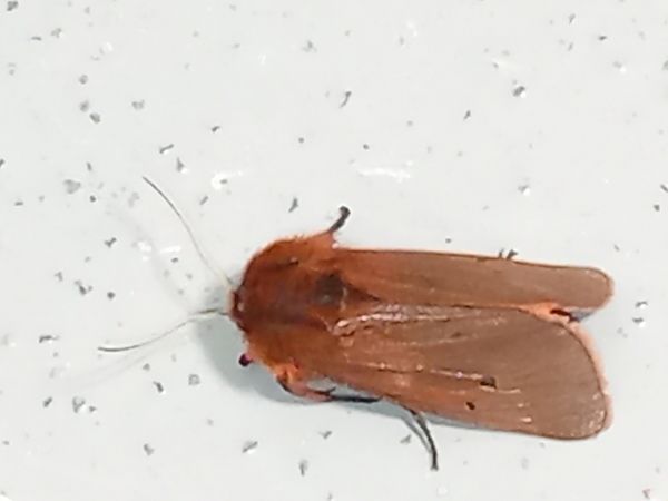 Phragmatobia fuliginosa  - Serafín Alarcón