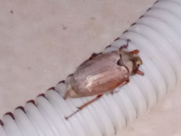 Melolontha melolontha  - Serafín Alarcón