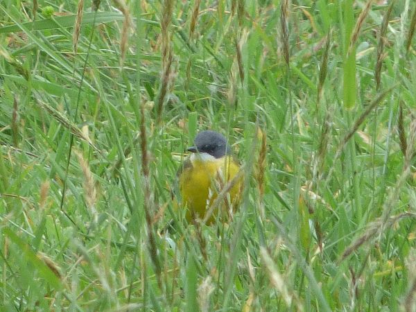 Motacilla flava cinereocapilla  - Serafín Alarcón