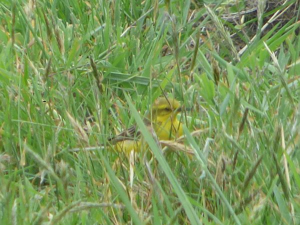 Motacilla flava flavissima  - Serafín Alarcón