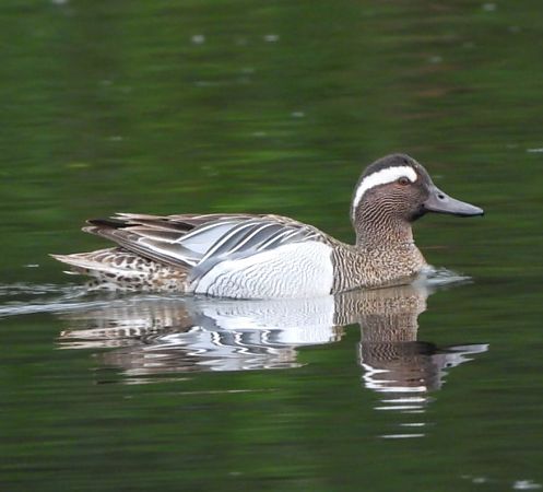 Udako zertzeta  - José F. Esparcia