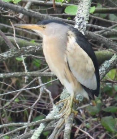 Amiltxori txikia  - José F. Esparcia