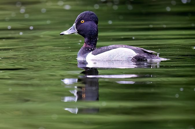Murgilari lepokoduna  - José F. Esparcia