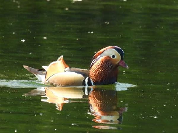 Mandarin-ahatea  - José F. Esparcia