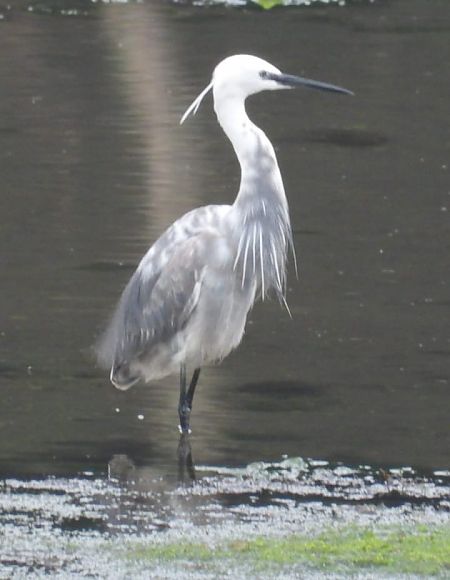 Egretta garzetta x gularis  - José F. Esparcia