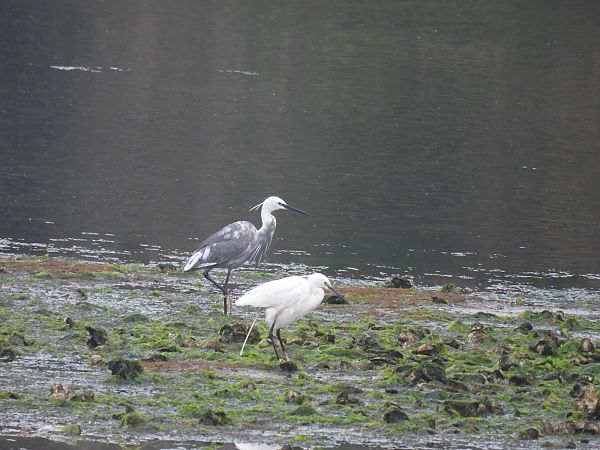 Egretta garzetta x gularis  - José F. Esparcia