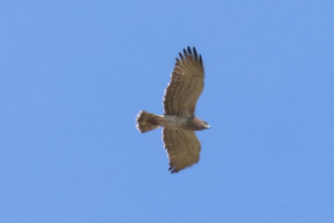 Arrano sugezalea  - Joseba Amenabar