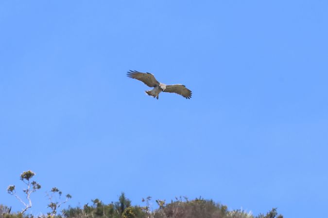 Arrano sugezalea  - Joseba Amenabar