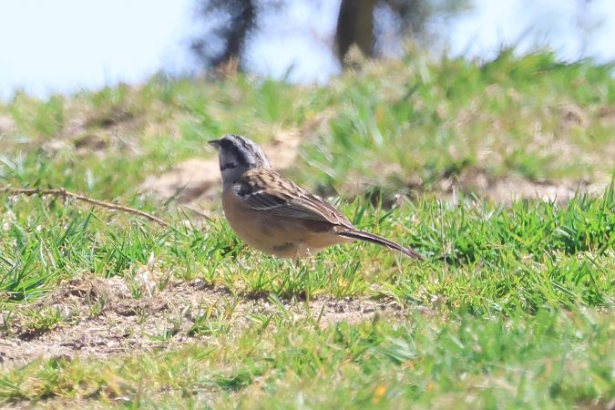 Mendi-berdantza  - Joseba Amenabar