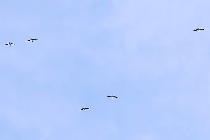 Zikoina beltza  - Joseba Amenabar