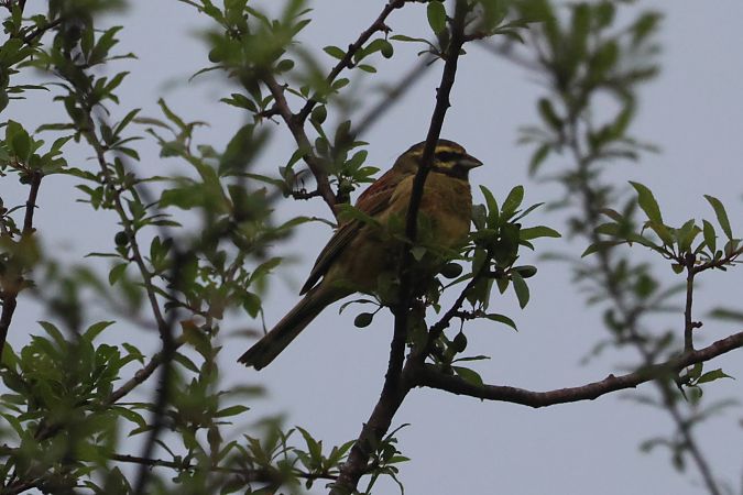 Hesi-berdantza  - Joseba Amenabar