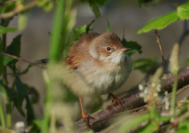 Sasi-txinboa  - Alfredo Valiente