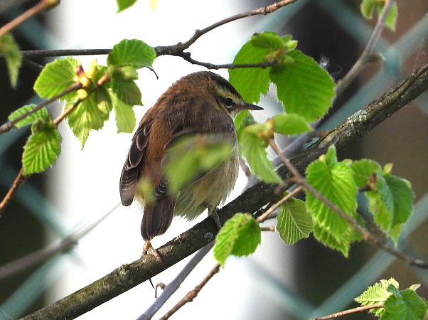 Benarriz arrunta  - Alfredo Valiente