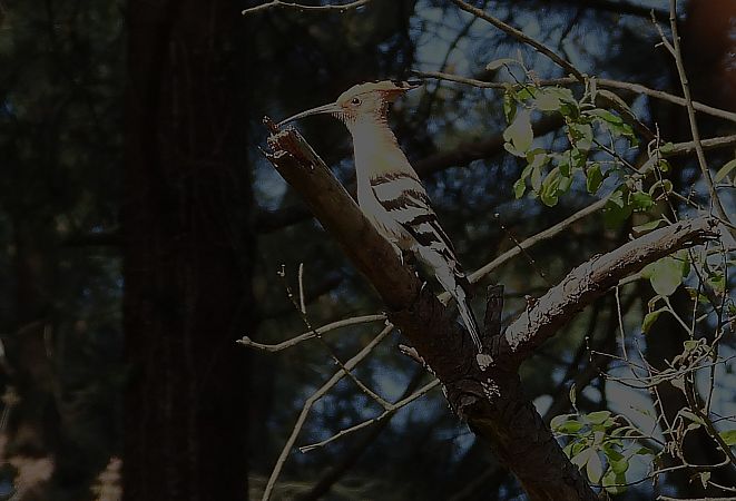 Argi-oilarra  - Alfredo Valiente