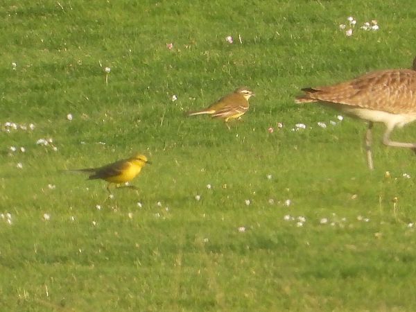 Motacilla flava flavissima  - Alfredo Valiente