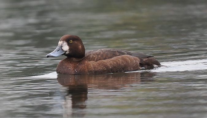 Murgilari handia  - Ivan Sarabia