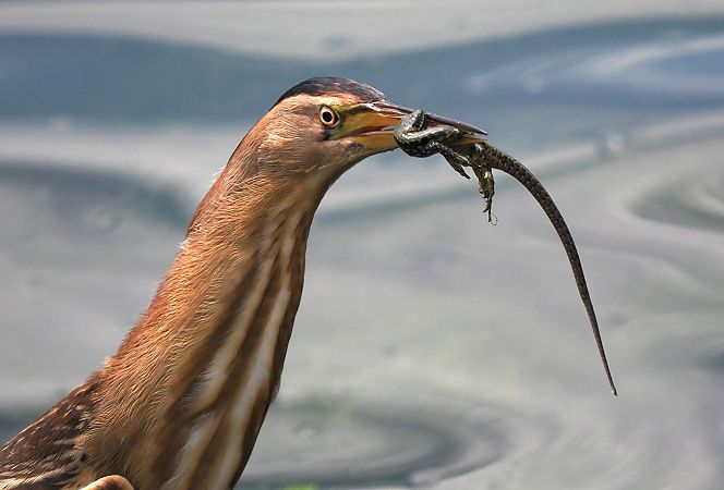 Amiltxori txikia  - Ivan Sarabia