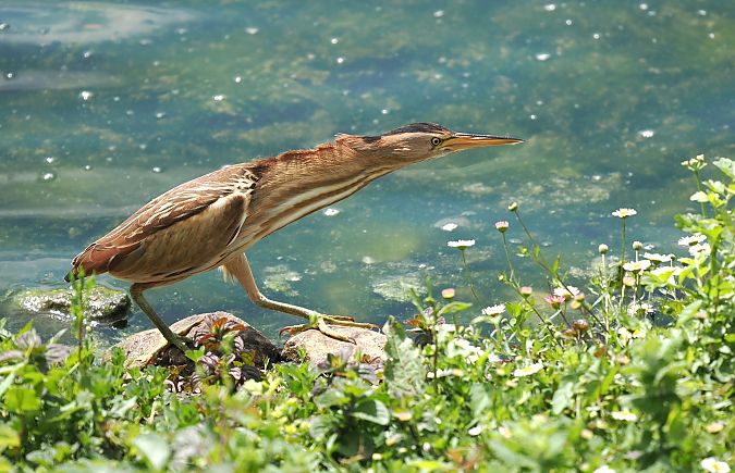 Amiltxori txikia  - Ivan Sarabia