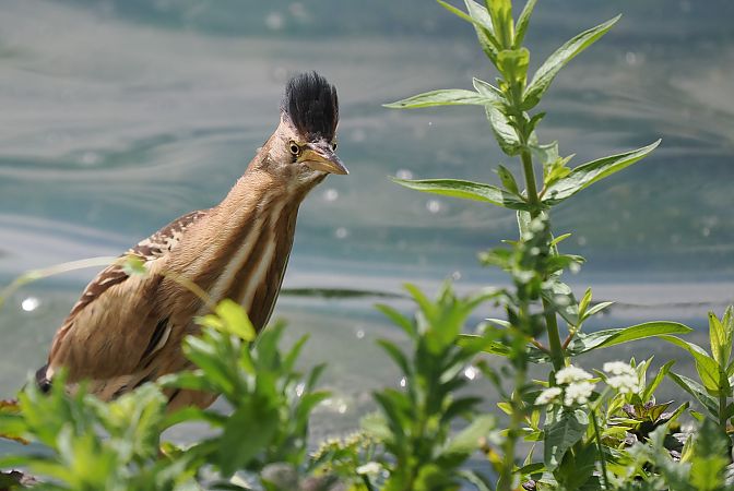 Amiltxori txikia  - Ivan Sarabia