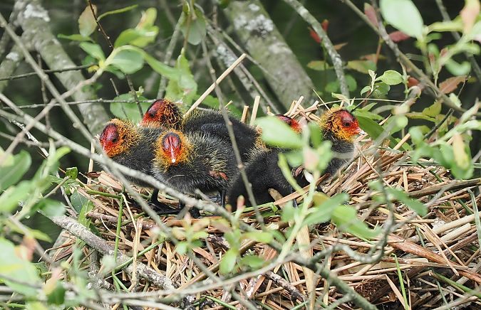 Kopetazuri arrunta  - Ivan Sarabia