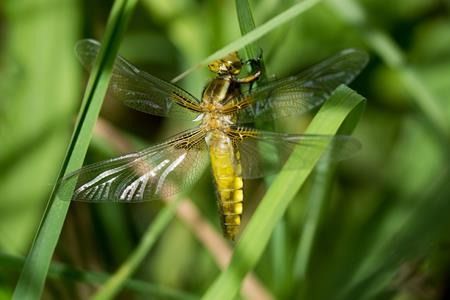 Libellula depressa  - Joseba Otaegi