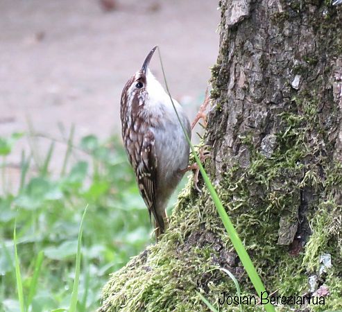 Gerri-txori arrunta  - Josian Bereziartua
