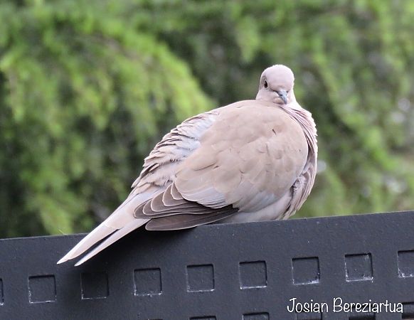 Usapal turkiarra  - Josian Bereziartua