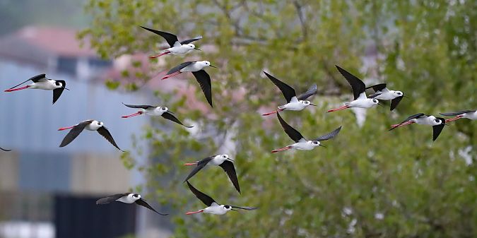 Zankaluzea  - David Santamaría