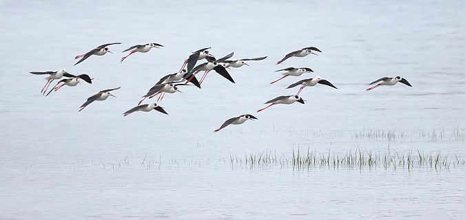 Zankaluzea  - David Santamaría