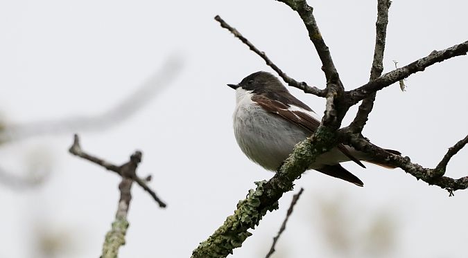Euli-txori beltza  - David Santamaría