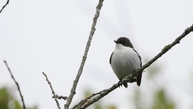 Euli-txori beltza  - David Santamaría