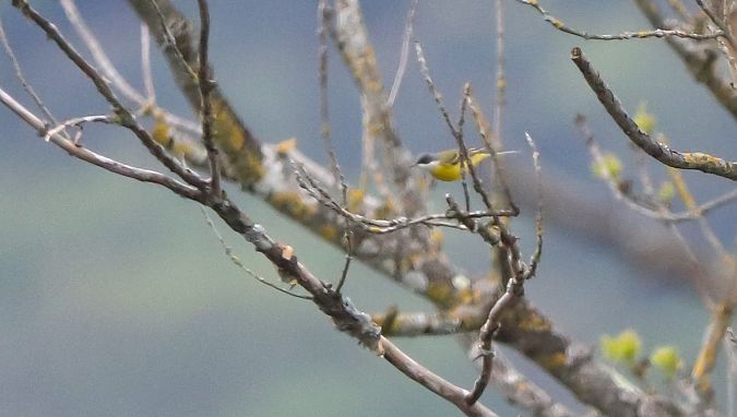 Motacilla flava cinereocapilla  - David Santamaría