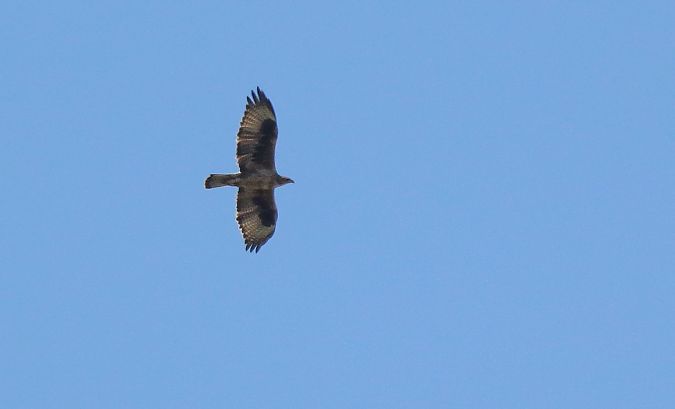 Bonelli arranoa  - David Santamaría