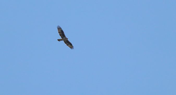 Bonelli arranoa  - David Santamaría