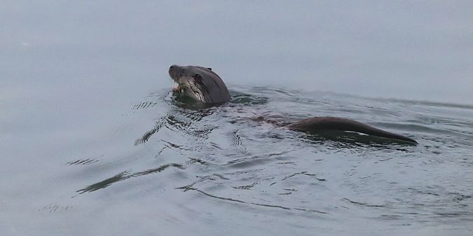 Igaraba arrunta  - David Santamaría