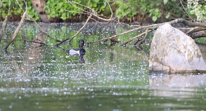 Murgilari lepokoduna  - David Santamaría