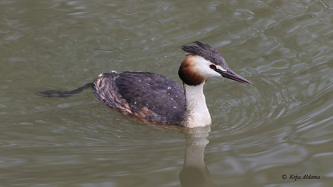 Murgil handia  - Kepa Aldama