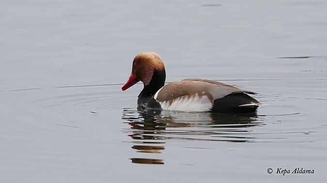 Ahate gorrizta  - Kepa Aldama