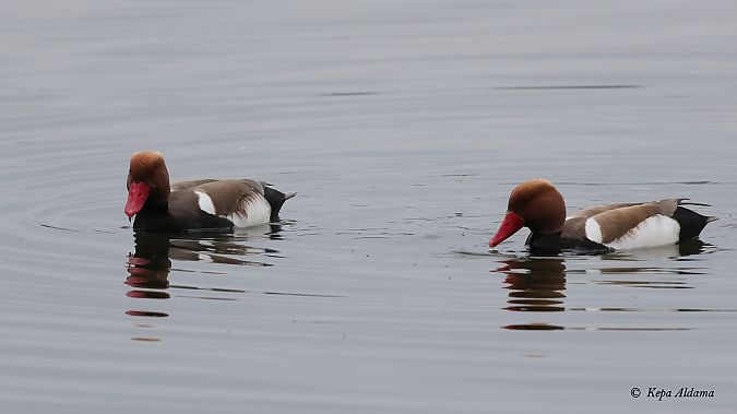 Red-crested Pochard  - Kepa Aldama