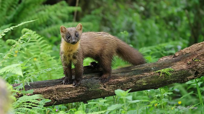 Lepahori  - Kepa Aldama