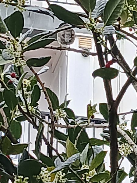 Txinbo kaskabeltza  - Jose Ramon Labrador Rodriguez