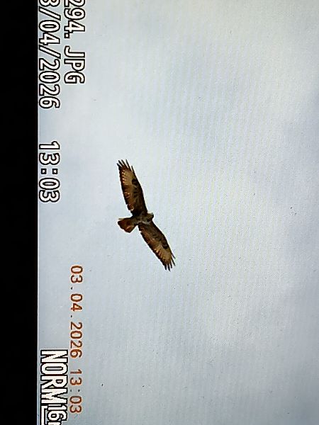 Zapelatz arrunta  - Jose Ramon Labrador Rodriguez