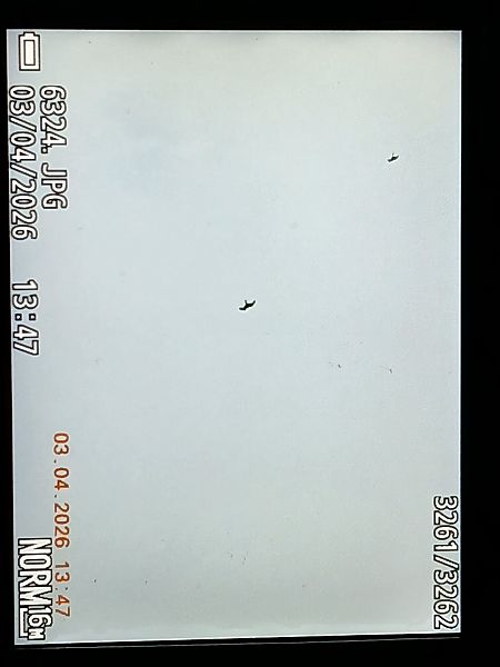 Milvus sp.  - Jose Ramon Labrador Rodriguez