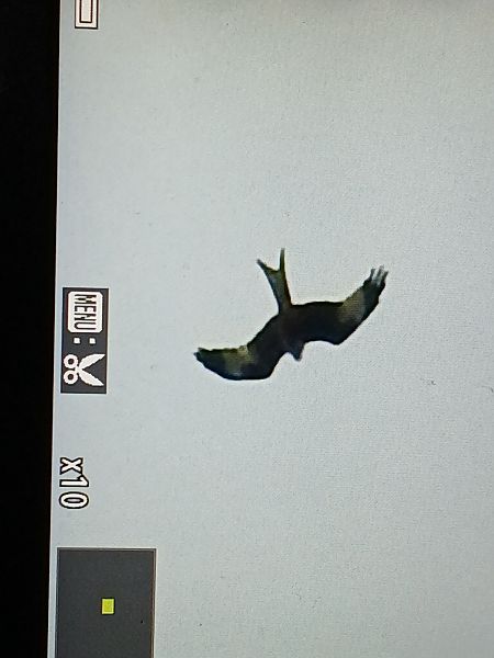 Milvus sp.  - Jose Ramon Labrador Rodriguez