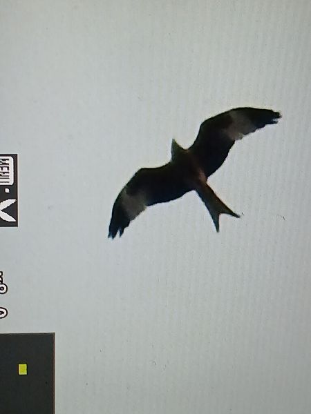 Milvus sp.  - Jose Ramon Labrador Rodriguez